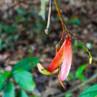 Hopea ponga_百度百科
