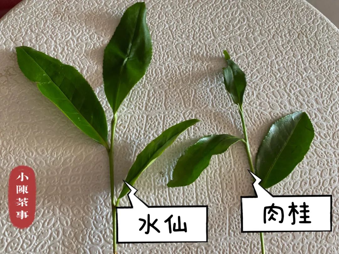 都是岩茶 水仙和肉桂有什么区别 写给刚入门的茶友们 很有用哦 百科ta说