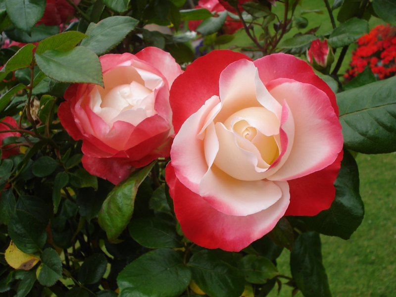  p>国花(英文名:the national flower,floral emblem):是代表国家 a