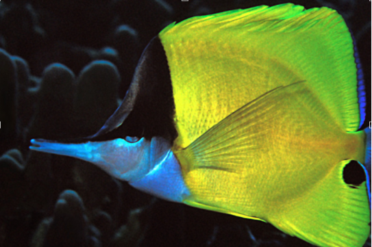 黄长吻蝶鱼
