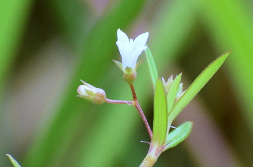 白花蛇舌草（茜草科蛇舌草属植物）_百度百科