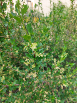 楔叶茶藨子（茶藨子科茶藨子属植物）_百度百科
