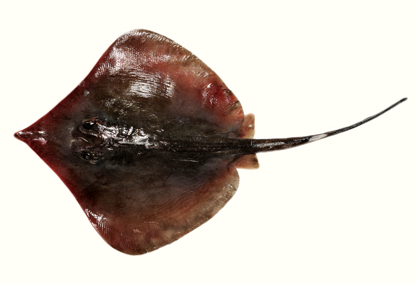  p>尖嘴魟, i>dasyatis zugei /i> (müller et henle, 1841) ,浅海鱼