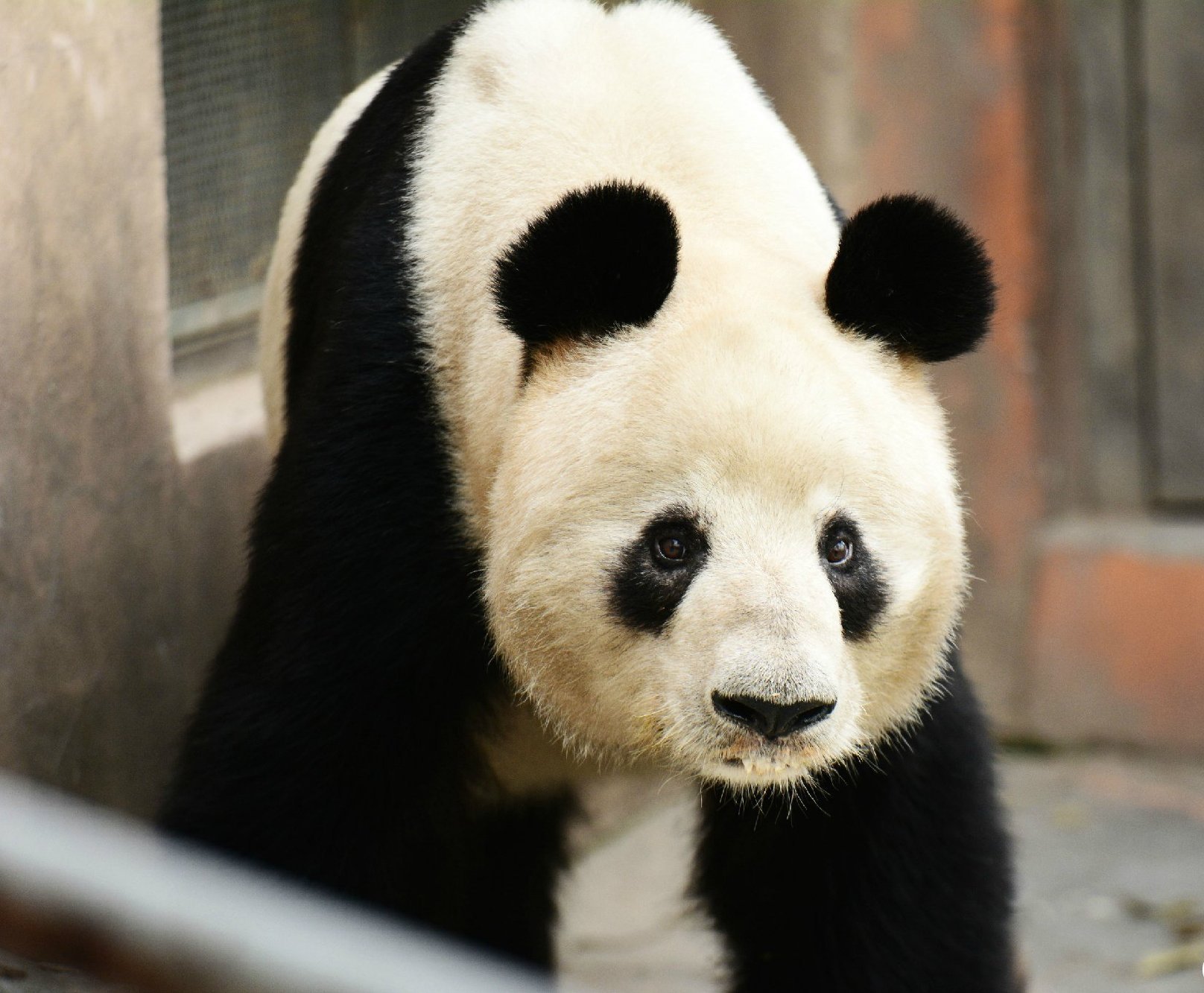 telwwjdrg6lc">科比 i>(1992年7月26日-2017年2月2日) /i>,雄性大熊猫