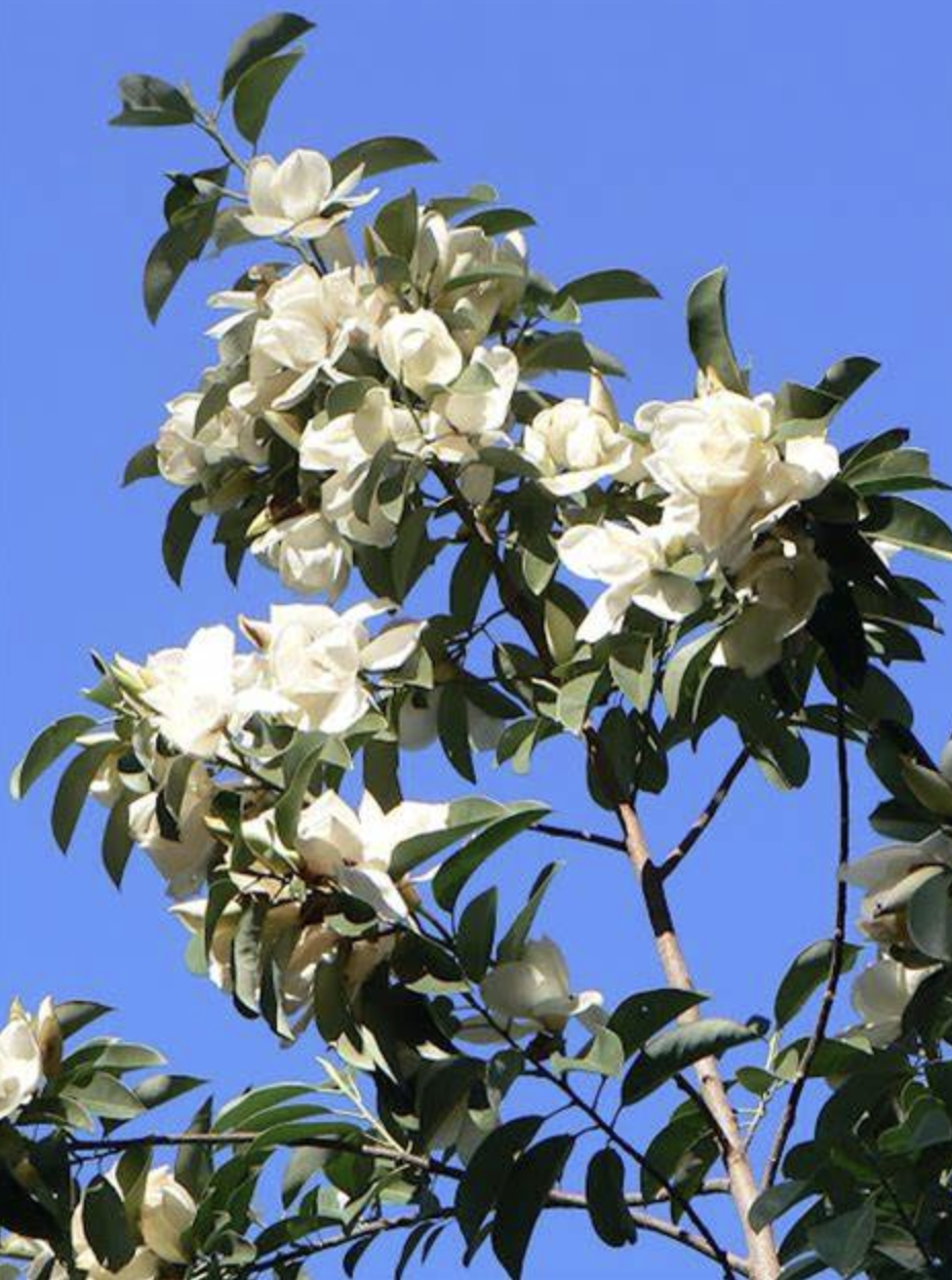  p data-id="tzpq0cthq4ur">深山含笑( i>michelia maudiae /i> dunn)