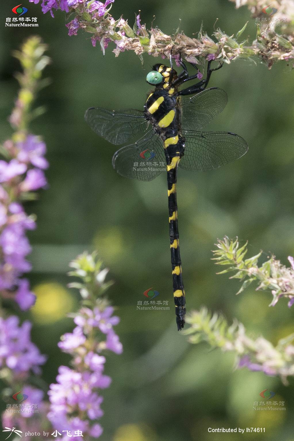  p>双斑圆臀大蜓(学名: i>anotogaster kuchenbeiseri /i>)是大蜓科