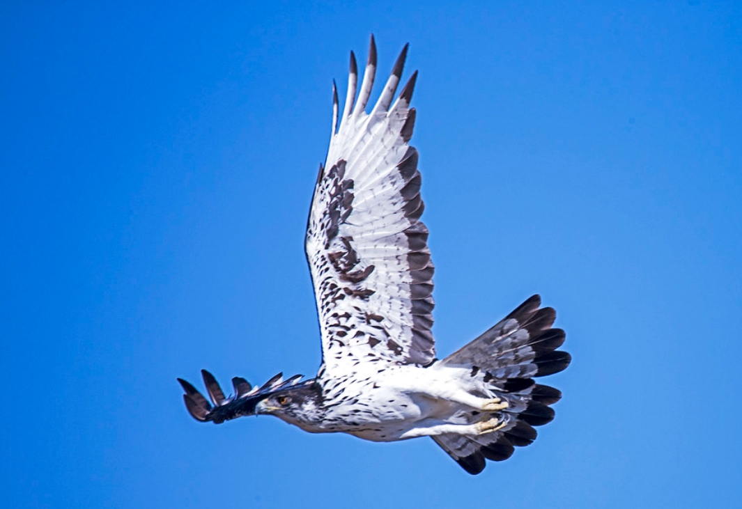  p>非洲雕(学名: i>aquila spilogaster /i>):是鹰科,雕属的猛禽.
