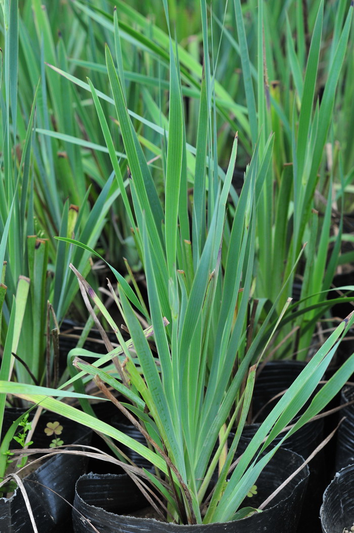  p>加州庭菖蒲,又名黄眼草,黄金眼草,黄金蓝眼草.