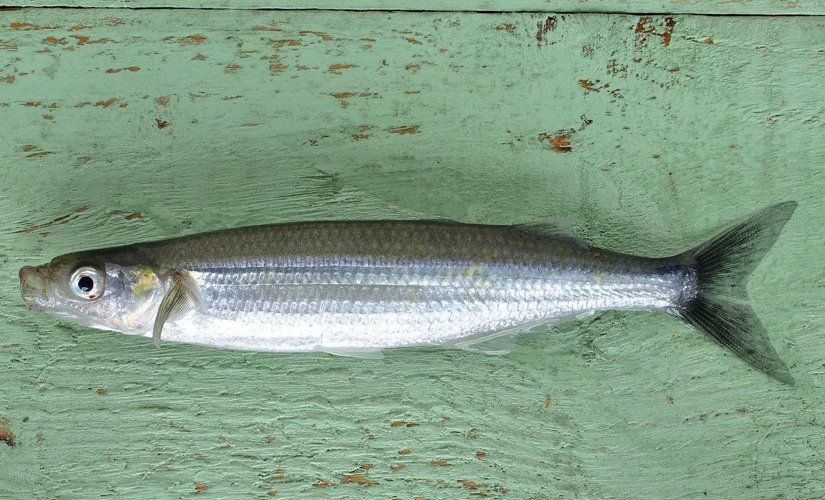 胡瓜鱼 全网资源