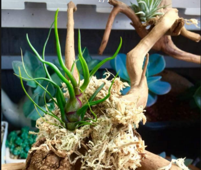 紫花凤梨 原来你是这样 紫 百科ta说