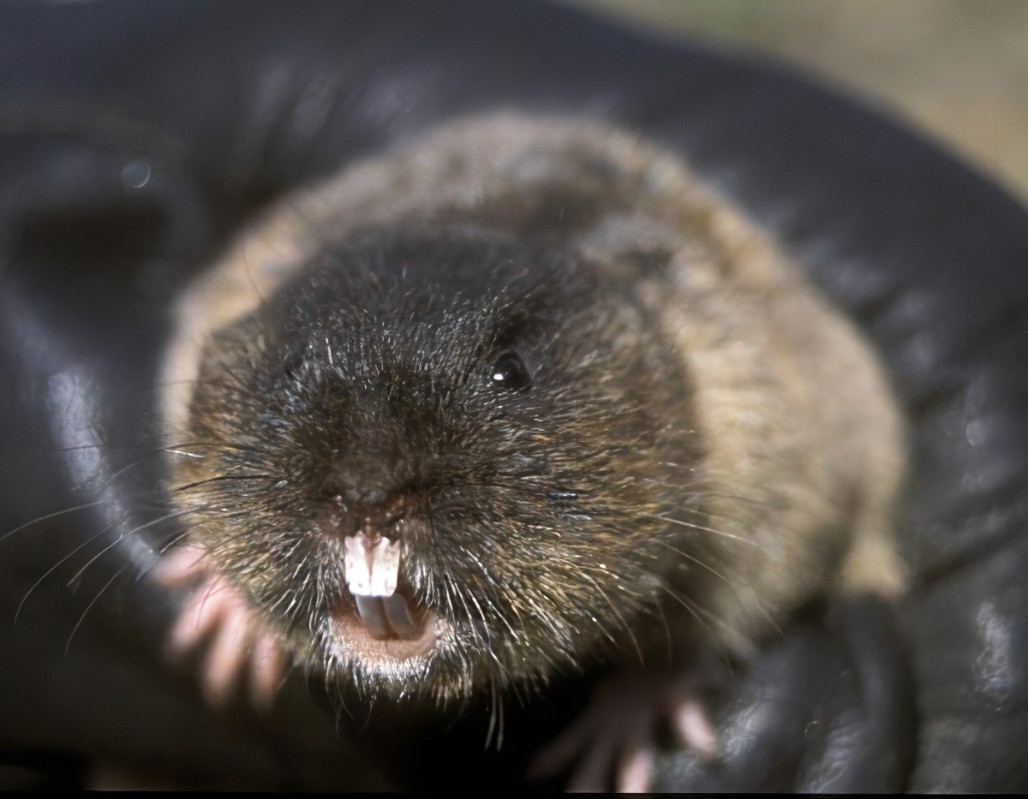 鼹形田鼠蒙古亚种