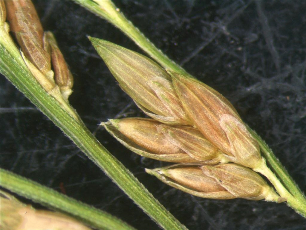 露籽草属多年生蔓生 a href="#" data-lemmaid="541696">草本 /a>植物