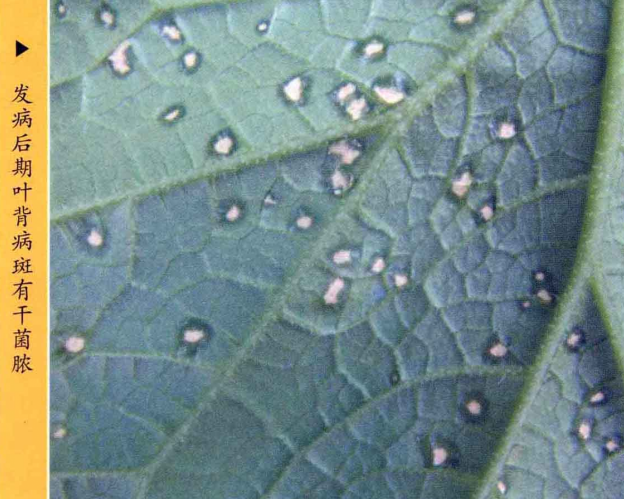 黄瓜细菌性叶枯病