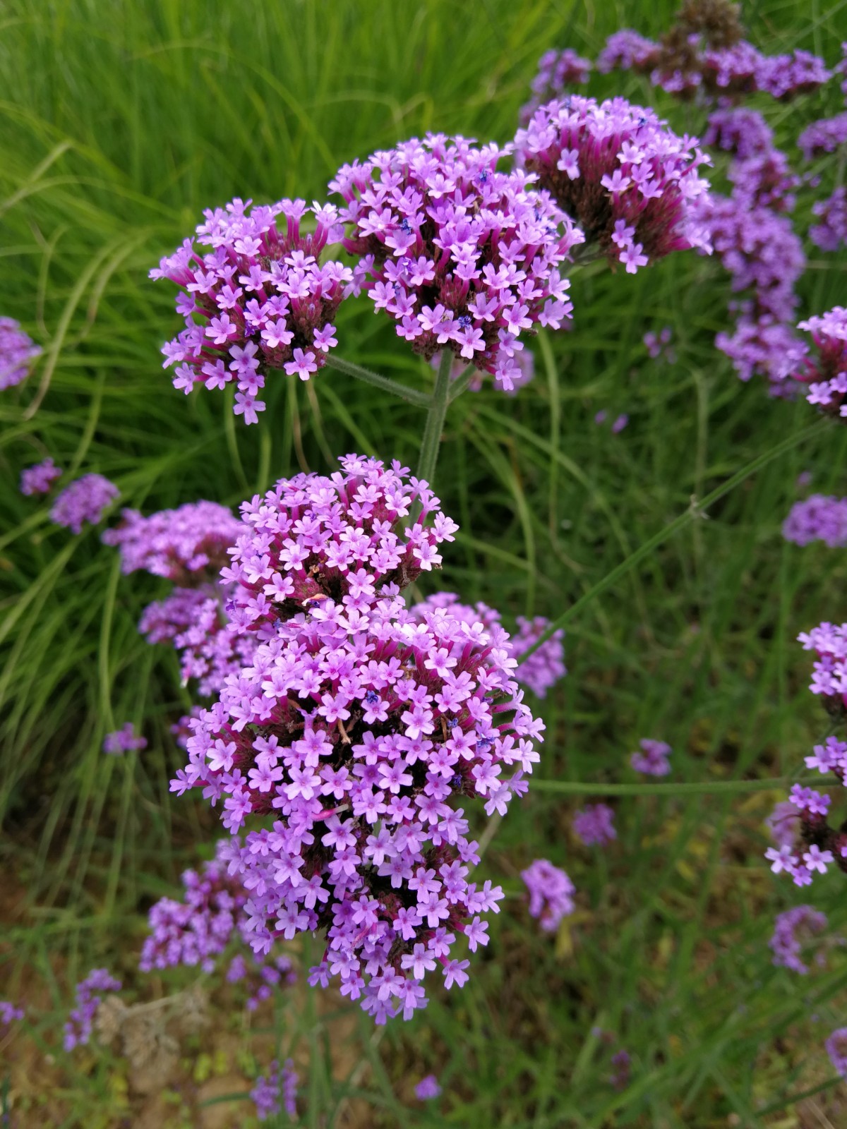 马鞭草属