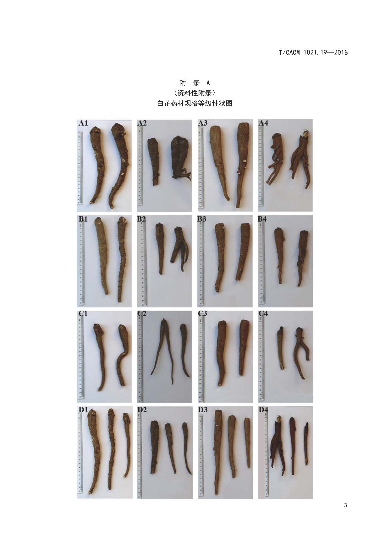  p>《中药材商品规格等级—白芷》(t/cacm 1021.