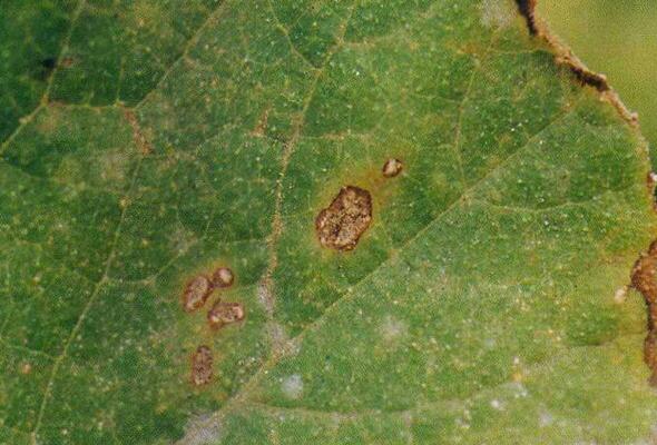  p>南瓜角斑病是由 a target="_blank" href="/item/瓜角斑壳针孢