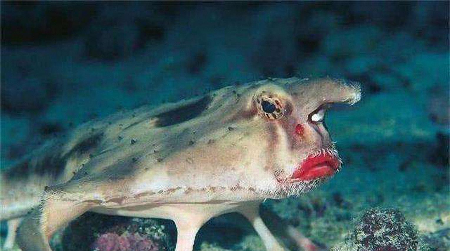 快速了解达尔文式蝙蝠鱼#星知计划#