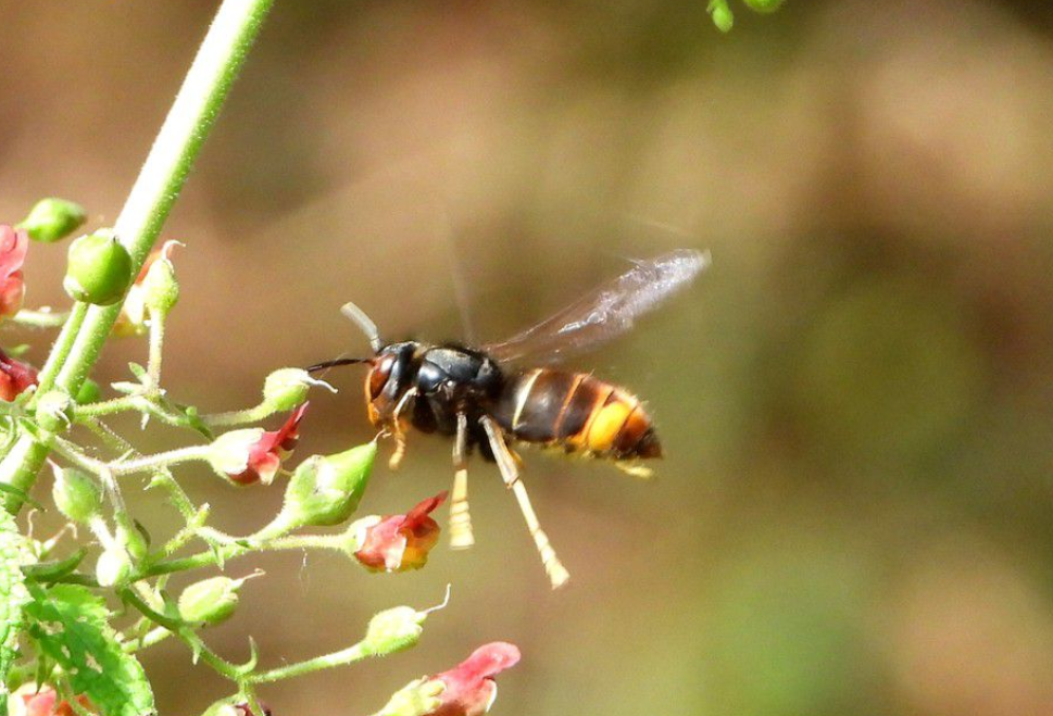 墨胸胡蜂