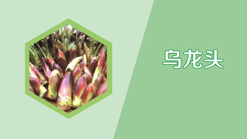 乌龙头:学名楤木