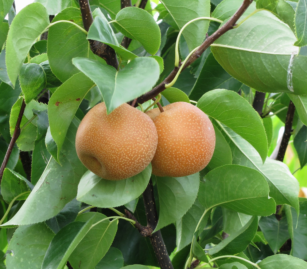 沙梨的做法(沙梨的做法窍门)