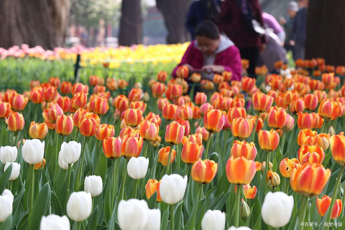 各地植物园的郁金香开花了，曾经的郁金香泡沫经济事件你听过吗_百科TA说