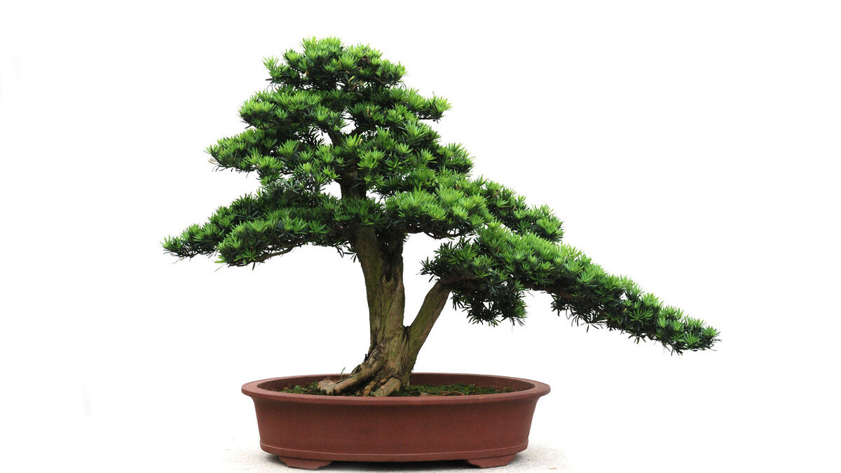 松柏类盆景的修剪，要靠“摘心、切芽、疏芽、摘叶”，才能做好_百科TA说