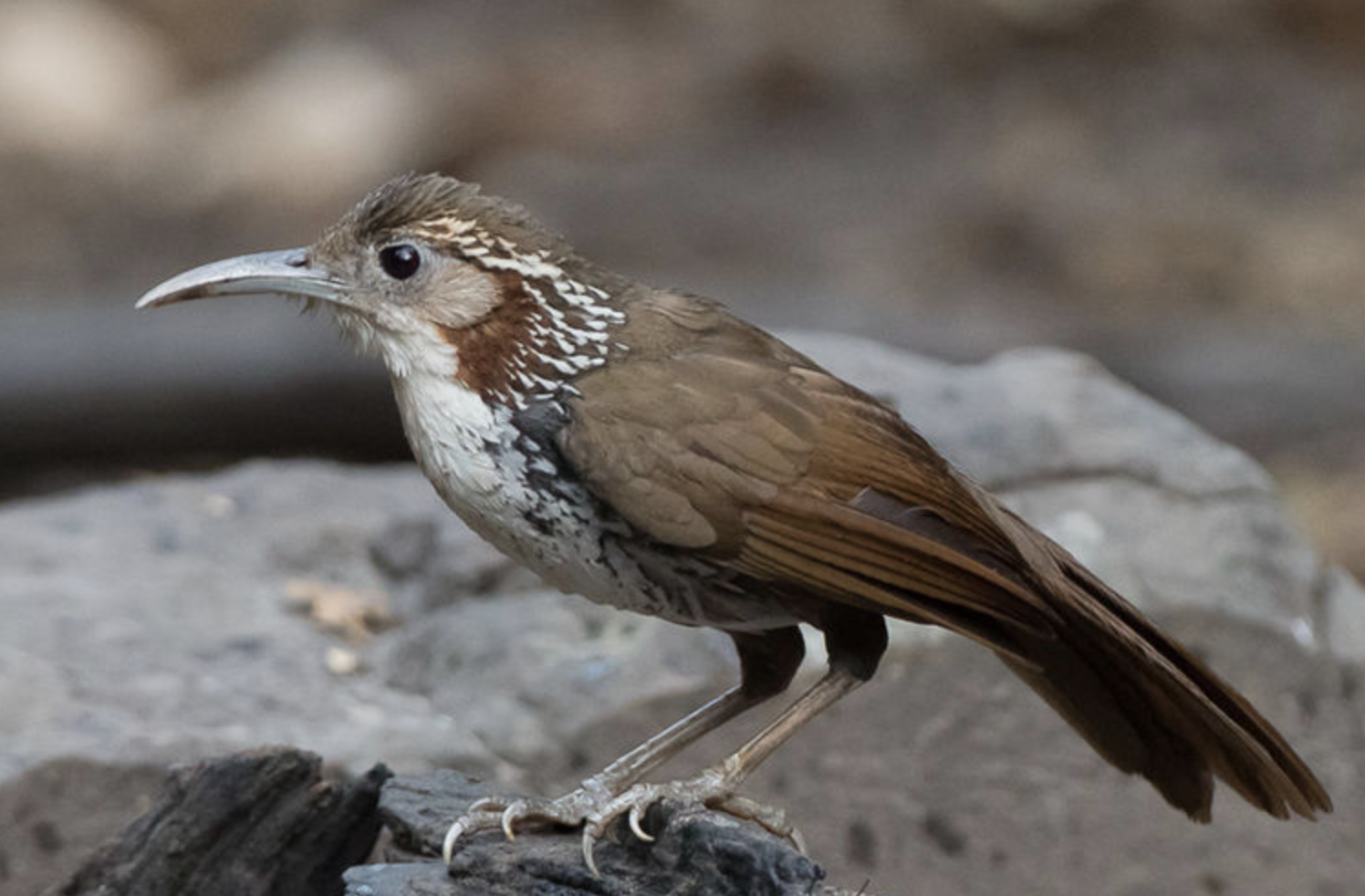  i>pomatorhinus hypoleucos /i>)是画眉科,钩嘴鹛属中型鸟类,体长24