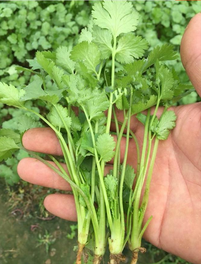 芫荽