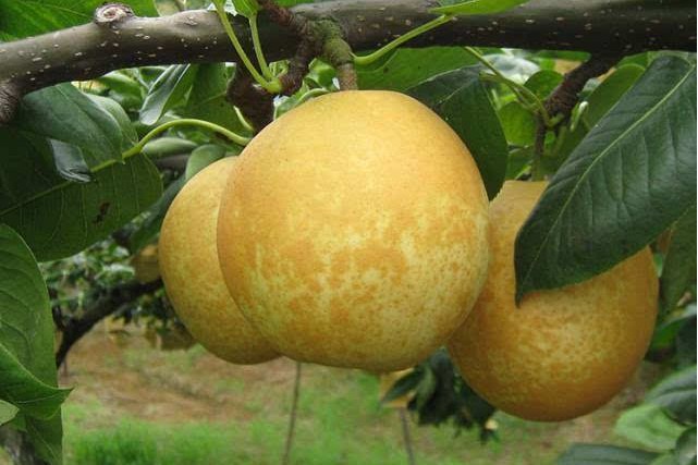  p data-id="gnb1cnhojs">连州水晶梨,是广东省清远市连州市特产,连州