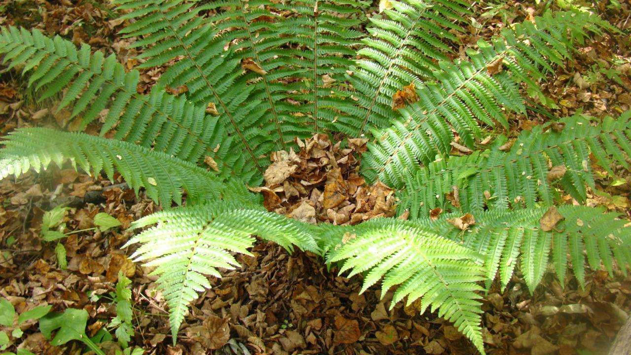  p>阔鳞鳞毛蕨(学名: i>dryopteris championii  /i>(benth.) c. chr.