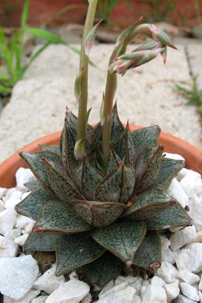  p>莲座粉背蕨(学名:aleuritopteris rosulata (c. chr.