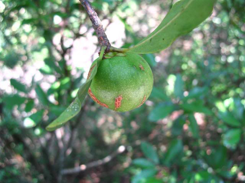 carcinia oblongifolia ghamp