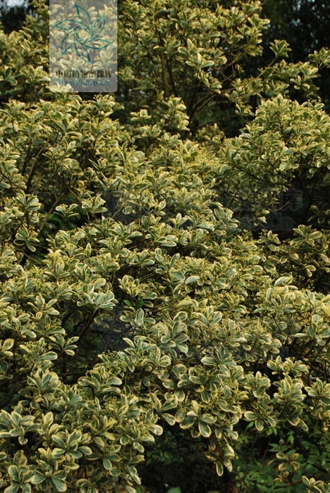  p>银边黄杨(学名:euonymus japonicus thunb. var.