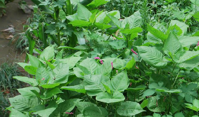 spach)是蓼科蓼属的一年生草本植物.