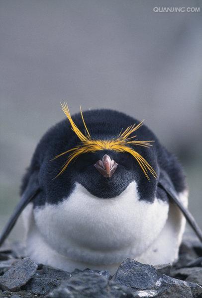 e·crestatus rockhopper penguin