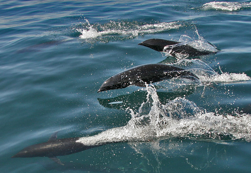  p>北露脊海豚(学名: i>lissodelphis borealis /i>)体型细长,向尾部