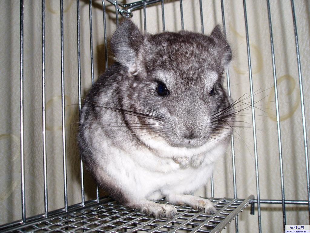  p>短尾绒鼠属于哺乳类啮齿豪猪亚目 a href="#">南美洲栗鼠 /a>科