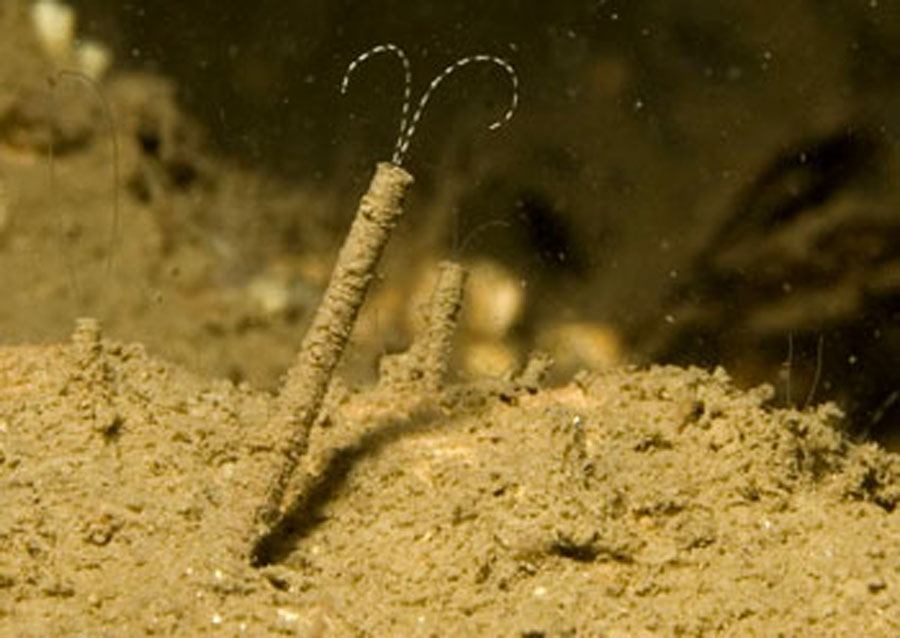  p>多毛纲是环节动物最大一个纲.