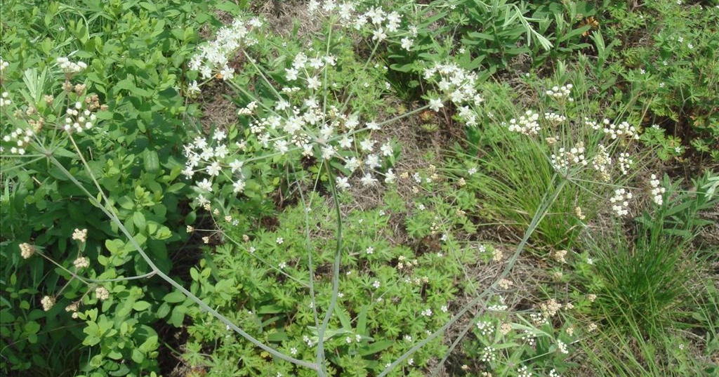  p>明党参属(学名: i>changium  /i>wolff) a href="#" data-lemmaid=