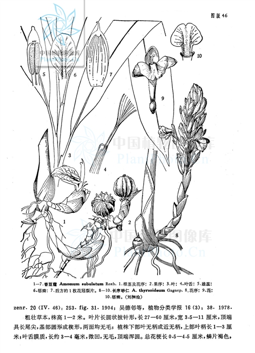  p>长序砂仁(学名:amomum gagnepainii )是 a href="#" data-lemmaid=