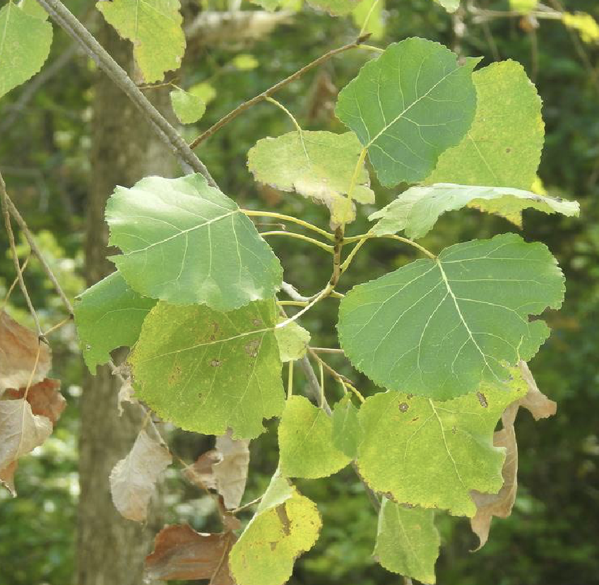 populus × canadensis moench