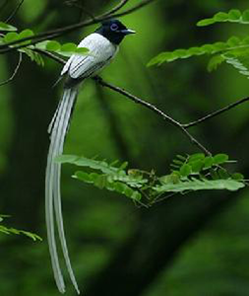  p>岛王鹟,属脊索动物门  a target="_blank" href="/item/脊椎动物亚