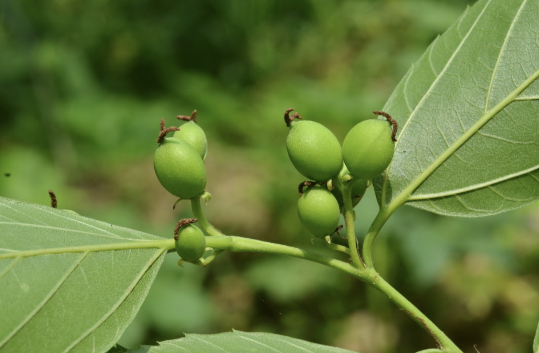  p>糙叶树属(aphananthe planch., nom. gen. cons.