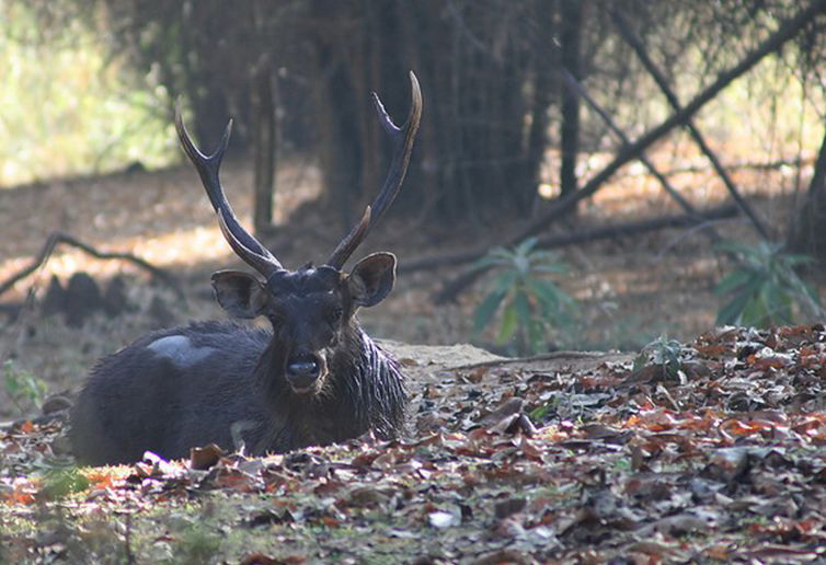  p>水鹿(学名: i>rusa unicolor /i>)体型粗壮接近 a target="_blank"