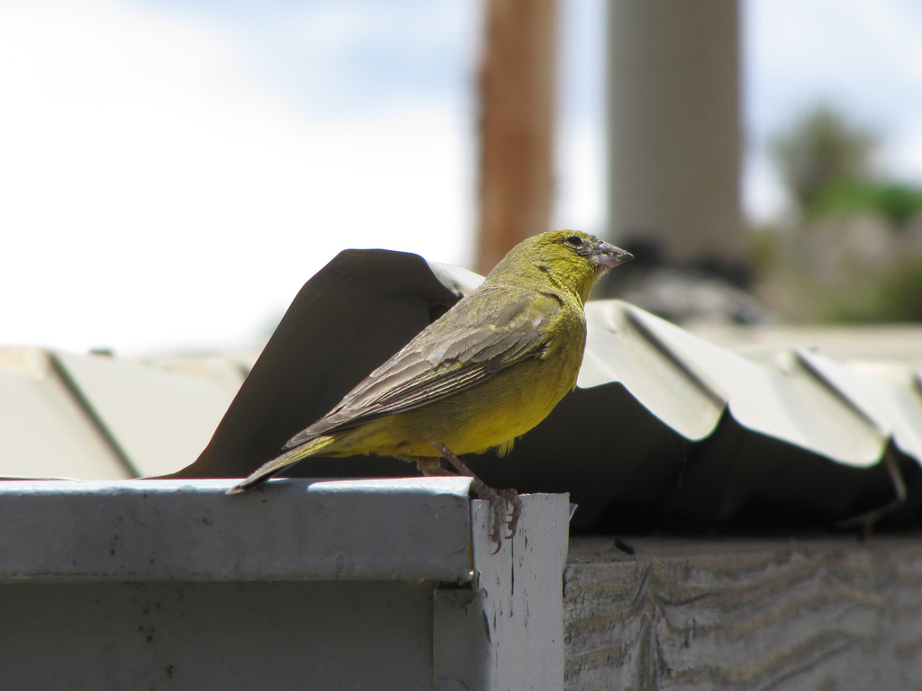 greenish yellow-finch