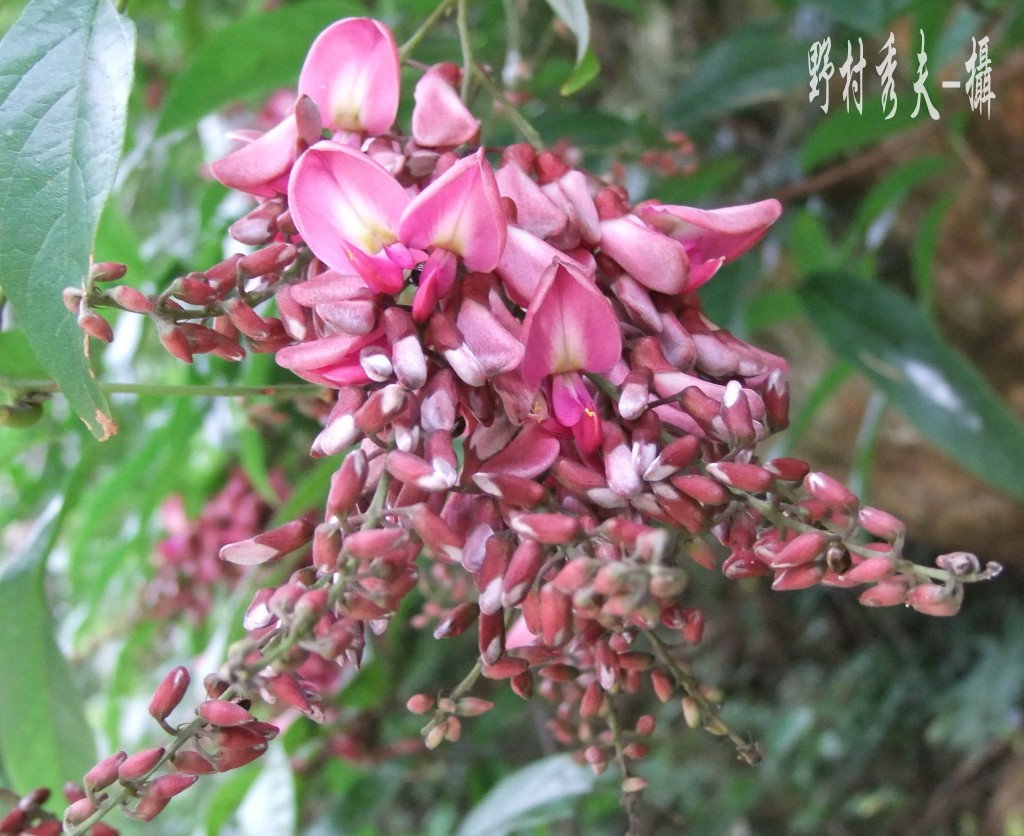  p>黔滇崖豆藤(millettia gentiliana levl.