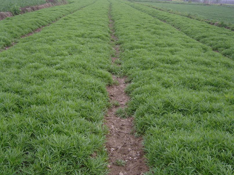 栽培绿肥以豆科作物为主,如紫云英,苜蓿,草木樨,柽麻,田菁,蚕豆,苕子