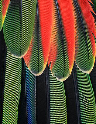 red-spectacled parrot