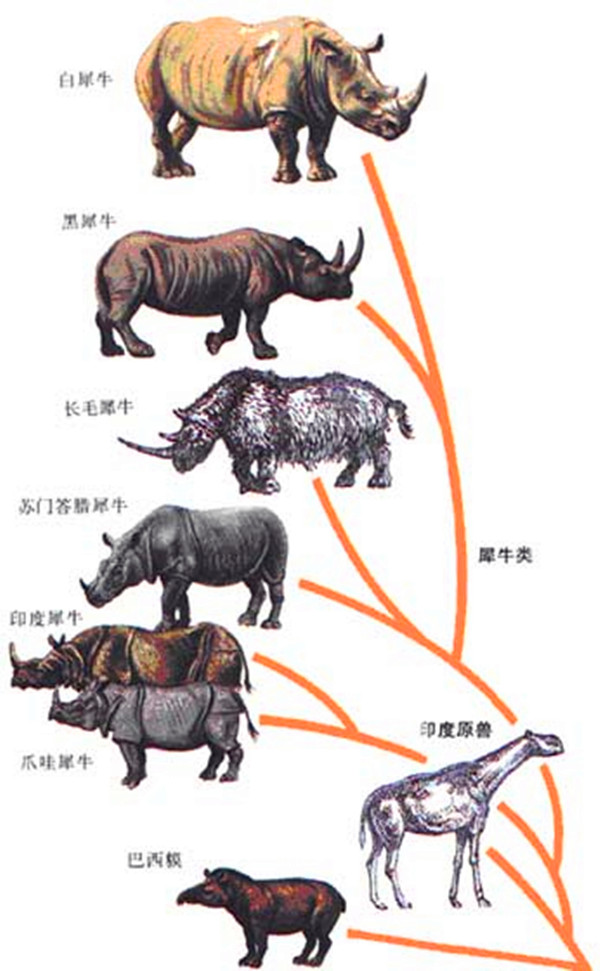 " data-lemmaid="2084669">犀科 /a>白犀属的一种动物,又叫白犀牛,方