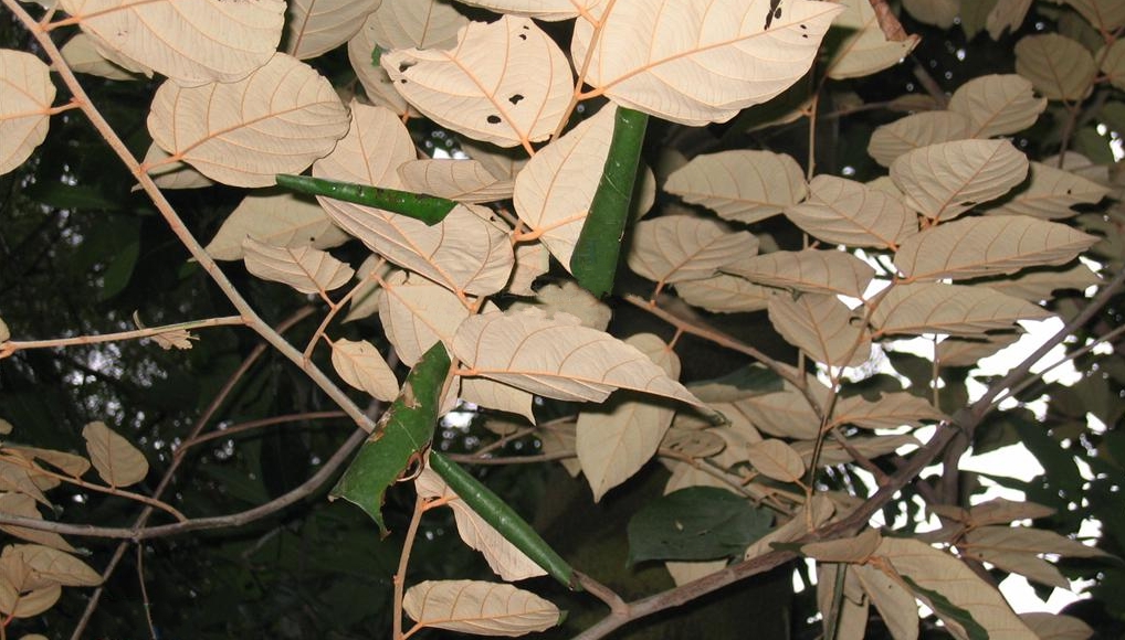  p>翻白叶树(学名: i>pterospermum heterophyllum /i> hance)是梧桐